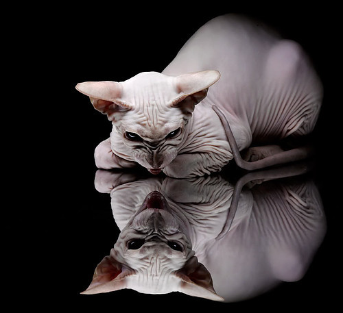 魔法之夜，米切尔独木难林，魔术全队降服狼群