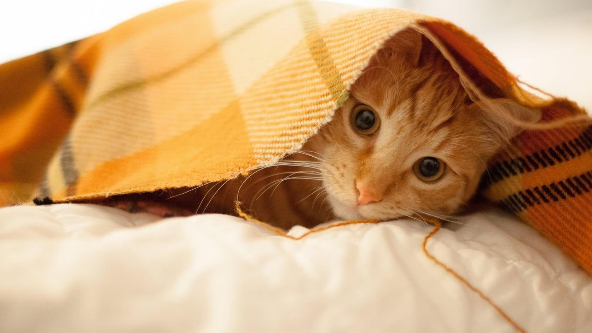 金玟哉爆发难挽狂澜，伊朗决胜局点杀尼日利亚上演生死逆转