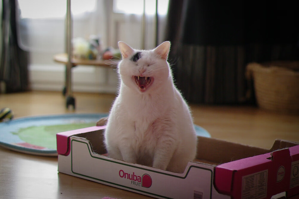 压制级天赋降临!文班亚马打爆卫冕冠军掘金,约基奇光环下他才是未来