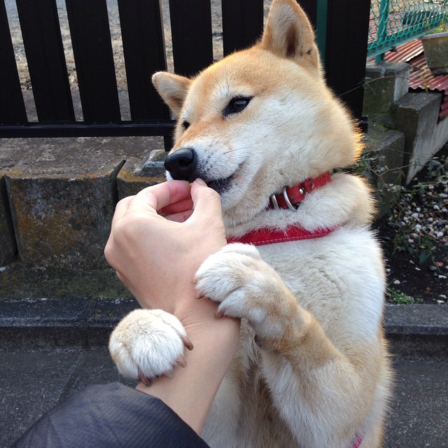 苏格兰对阵葡萄牙，厄德高硬仗之王的启示