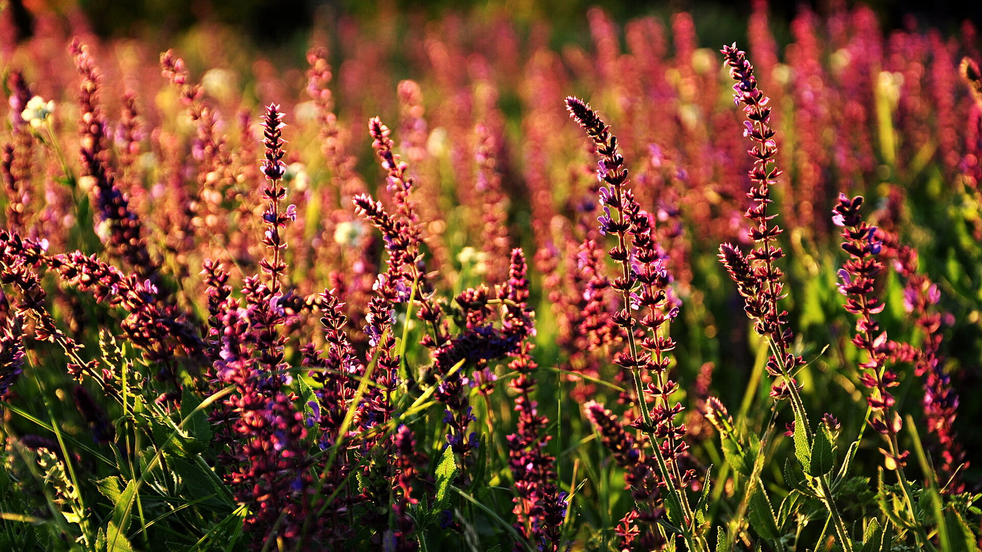 赛道竞速夜与篮球加时赛，北京时间5月18日夜，两种极致的体育心跳