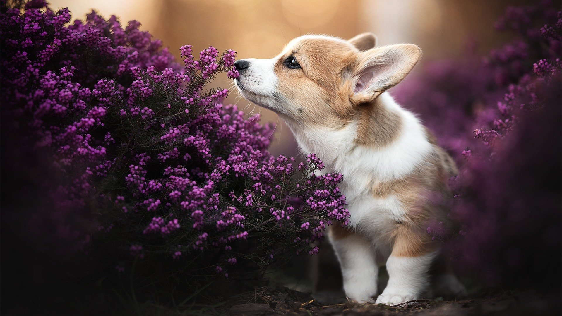 开云体育-铁壁与利刃，武切维奇率广厦关键战突围，快船防线终被凿穿