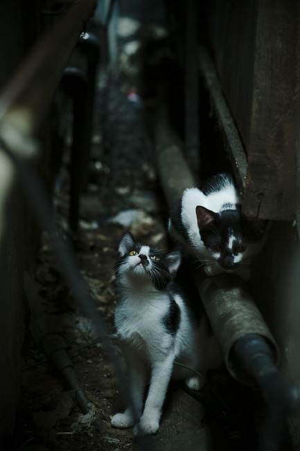 绿茵战争与希望，恩佐爆发背后的乌克兰足球启示录